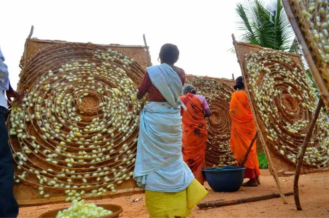 شرانق الحرير