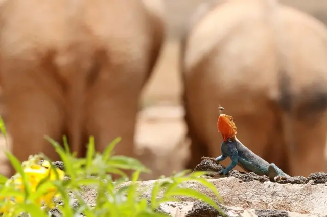 Wani Jangwalagwada ya kama kwaro a matsayin abinci a wani wurin shakatawa da ake kira Tsavo a Kenya