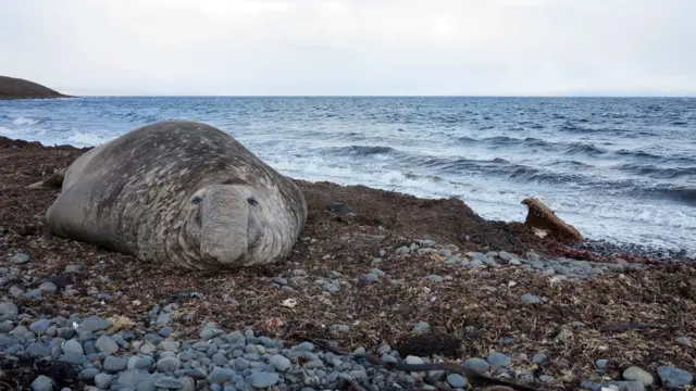 морской слон