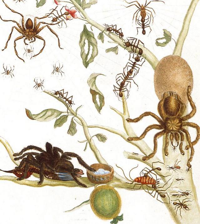 Aranhas e formigas