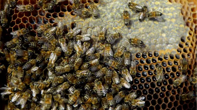 मधुमक्खी