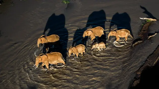 Elefantes en la reserva Loisaba Conservancy