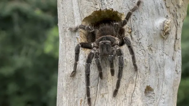 Aranha