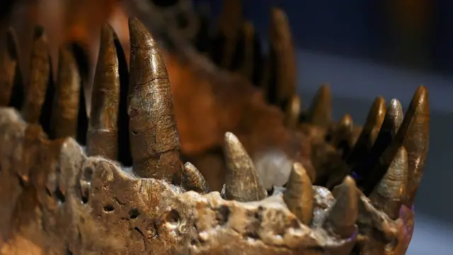 Dientes tiranosaurio rex.