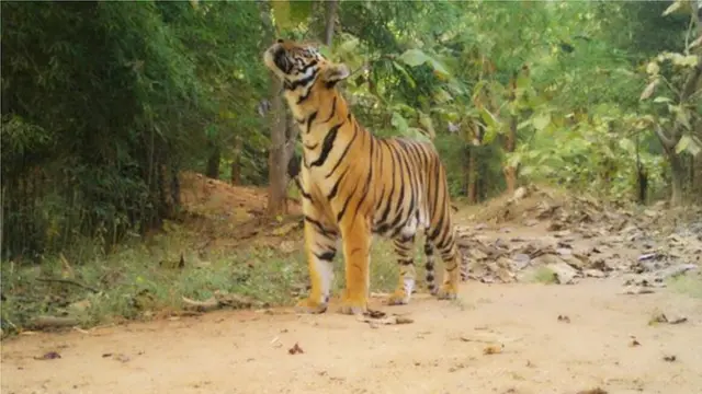 పులి