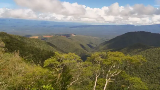 تعد غابات إندويسيا بيئة مثالية لنمو النباتات ذات القدرة الفائقة على مراكمة النيكل، إذ تتميز بتنوعها الحيوي وتربتها الغنية بالنيكل