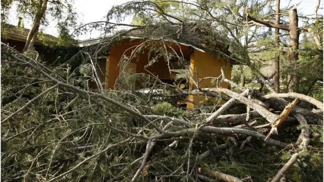 arboles caidos