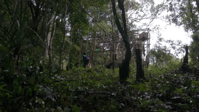 Lokasi kandang habituasi Owa Jawa di tengah hutan Gunung Puntang.
