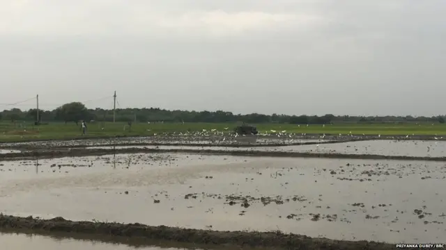 ਕਿਸਾਨ ਖੁਦਕੁਸ਼ੀ