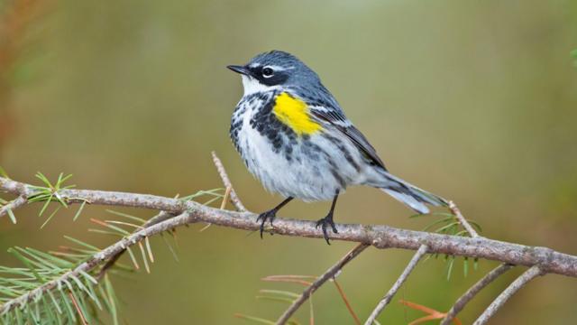 Mariquita-de-asa-amarela