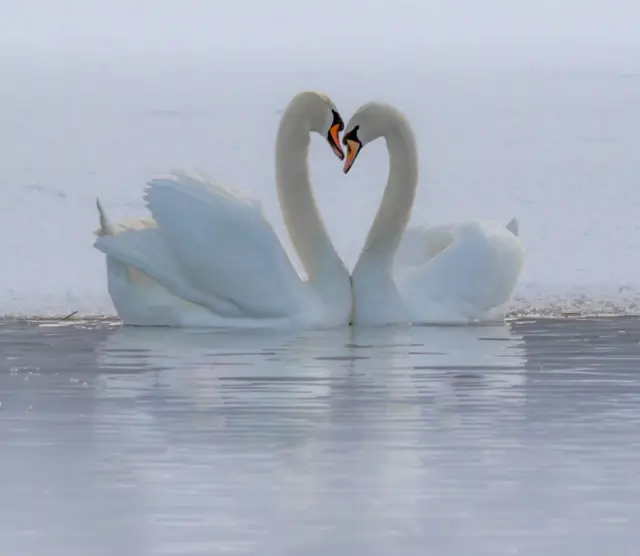 காதல் ஜோடியான நீள் கழுத்து வாத்துகள் (ஸ்வான்)