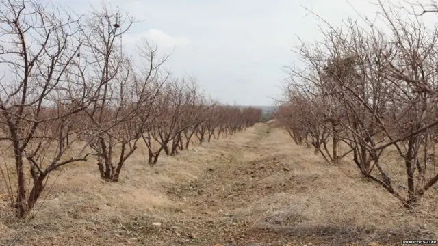 सांगलीतील दुष्काळीस्थितीचा फाईल फोटो