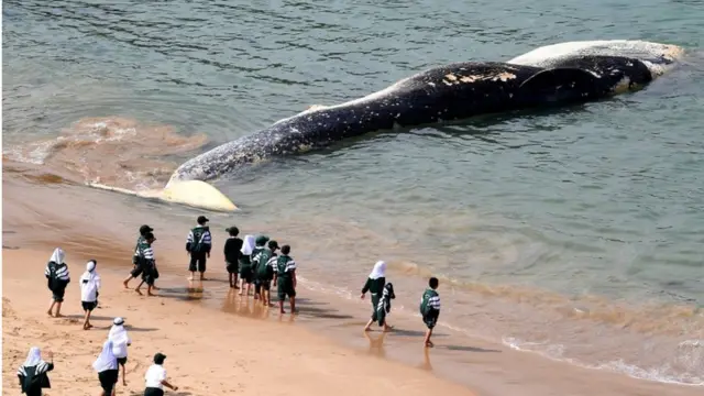 погибший кашалот