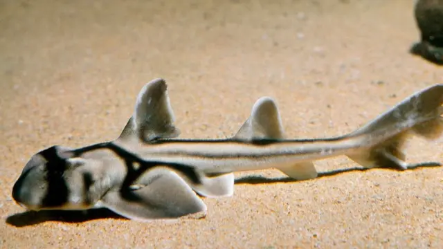 Австралійська рогата акула (Heterodontus portusjacksoni)