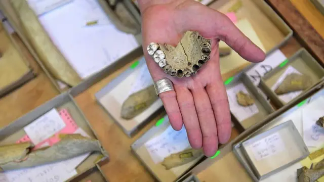 Зуби неандертальців