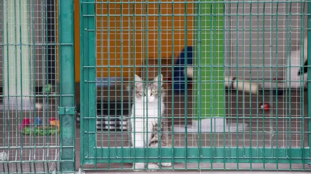 การขึ้นทะเบียนแมว อาจดำเนินการหลังสุนัข 1-2 ปี