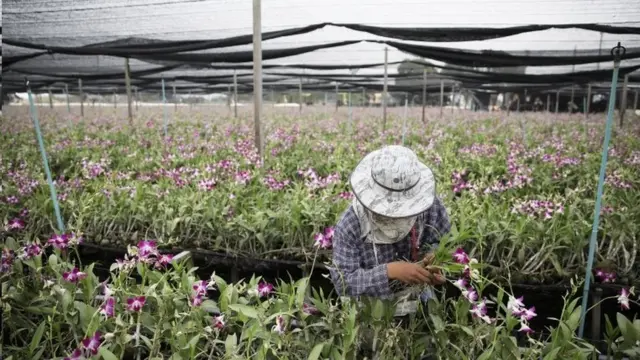 ภาพคนงานในสวนกล้วยไม้ที่ จ.ราชบุรี