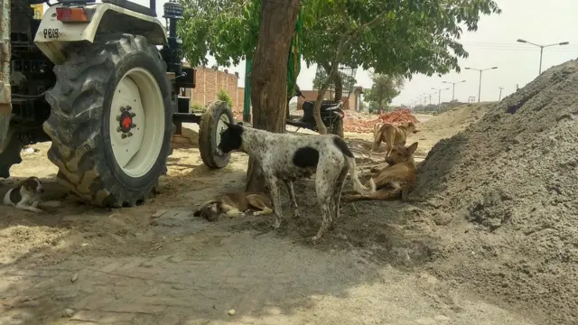 ਆਵਾਰਾ ਕੁੱਤੇ