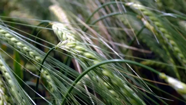 जीन मैपिंग, गेहूं