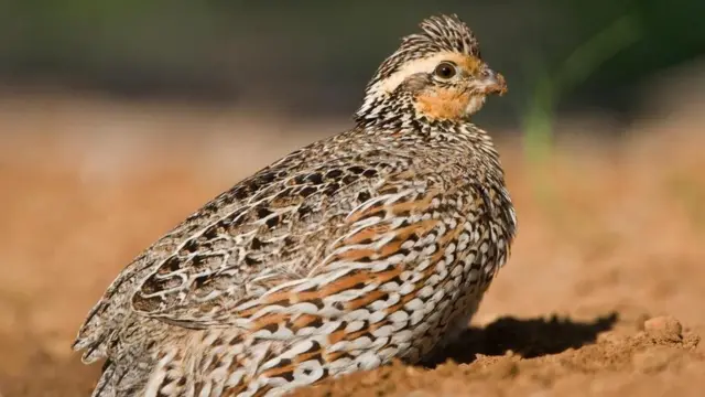 Виргинская американская куропатка (Colinus virginianus)