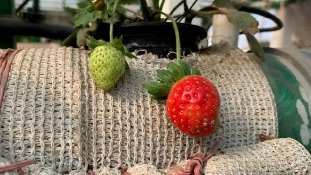 सब्जियां