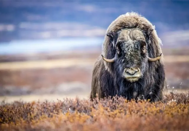麝牛靠自己厚实的多层毛皮适应北极冻土地带的严寒气候。