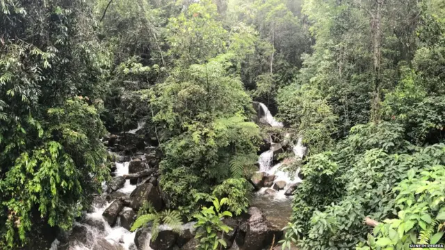 Sinharaja Forest Reserve