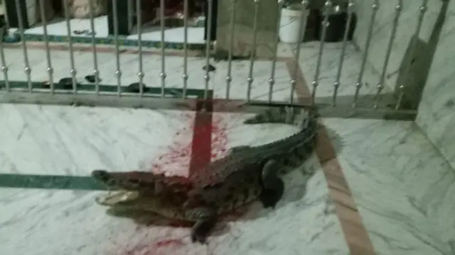 મંદિરમાં ઘૂસેલો મગર