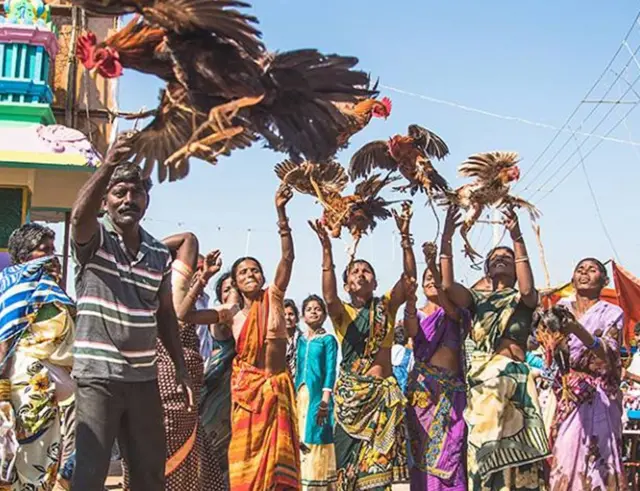 కోళ్లను ఎగరేస్తున్న స్థానికులు