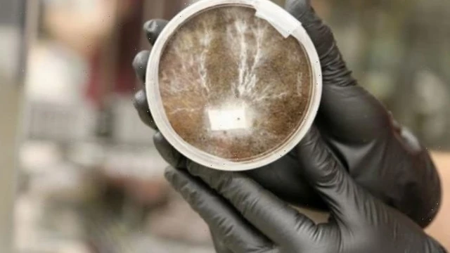 ตัวอย่างไมซีเลียมหรือกลุ่มเส้นใยของเห็ดรา ซึ่งประกอบไปด้วยเชื้อราและแบคทีเรียอาศัยอยู่ร่วมกัน