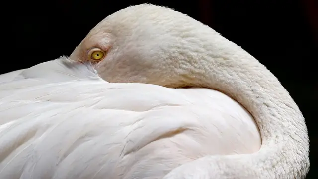 A lesser flamingo