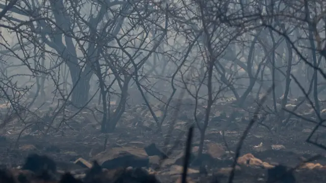 Un bosque quemado en Córdoba