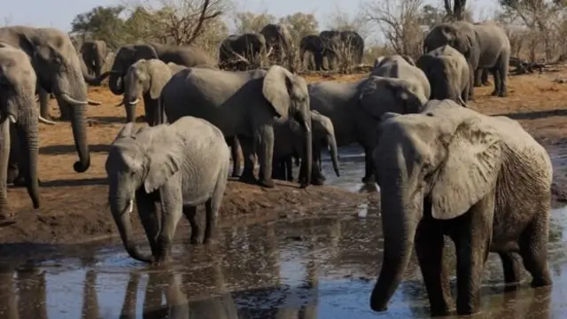 The marshy lands of the Okavango Delta in northern Botswana attract herds of elephants