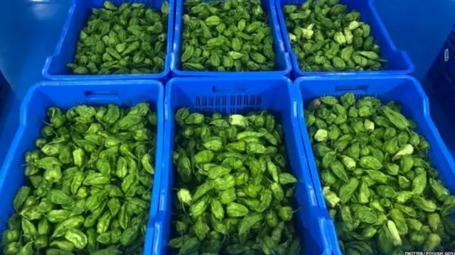 பூத் ஜோலோகியா