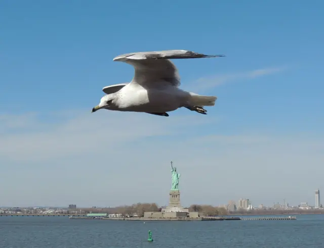 Gaviota sobrevolando el Río Hudson