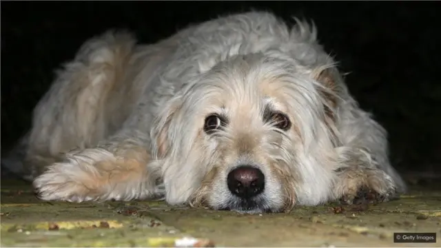 İtlərin də darıxa bildiyini təsdiqləyən əlamətlər mövcuddur