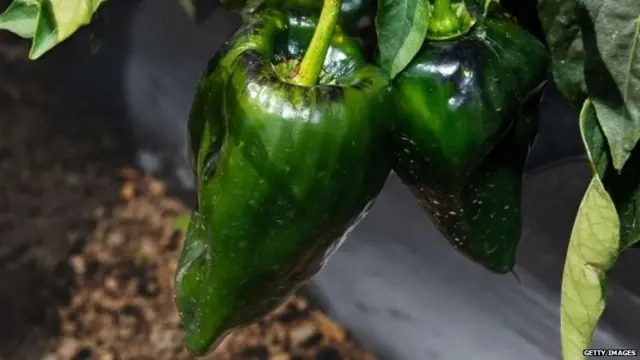 రాజా మిర్చా