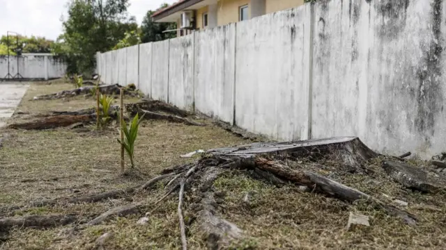 一排被锯倒的树桩。