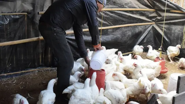 कुखुरा फार्म