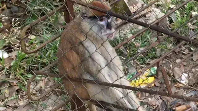 Aworan obo kan soso to wa nibi igbafe Ikogosi - 3/2/2018