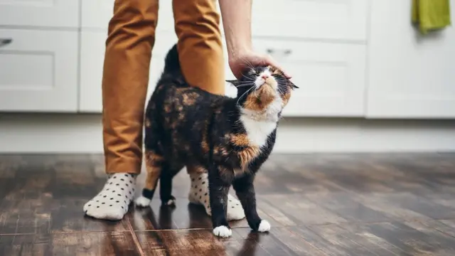 बिल्ली, बिल्लियों को पालतू बनाना कितना आसान, बिल्लियों से दोस्ती, why do we think cats are unfriendly?