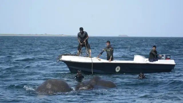 இலங்கை: கடலில் மூழ்கிய யானைகள் கடற்படையினரால் மீட்பு