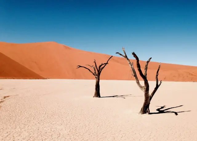 Trees in a desert landscape