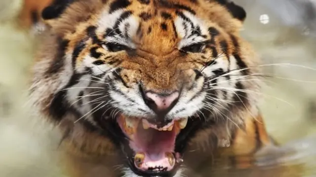 சுற்றுச் சூழல்