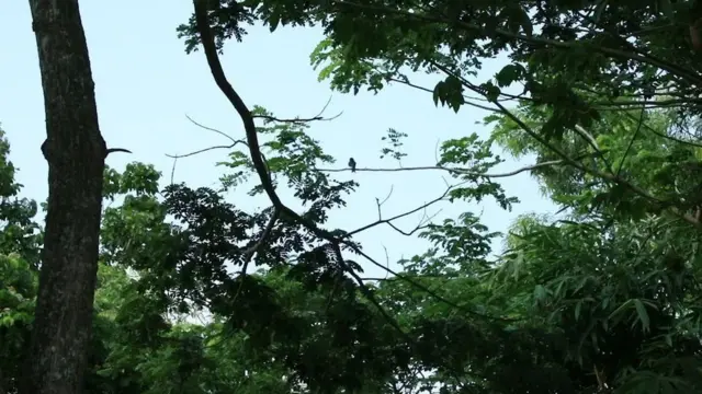 સુંદરવન