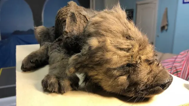 سائبیریا، روس، کتا