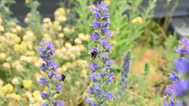 Пчёлы в саду Nomura