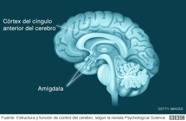 mapa de la estructura del cerebro