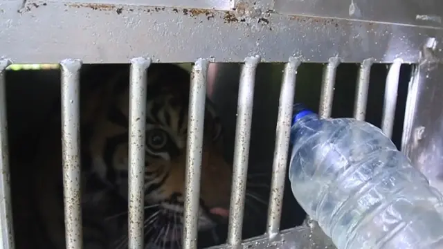 harimau sumatera, konflik harimau manusia, aceh