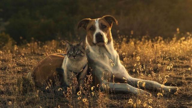 O gato Baloo e o cachorro Henry deitados juntos em um campo amarelado
